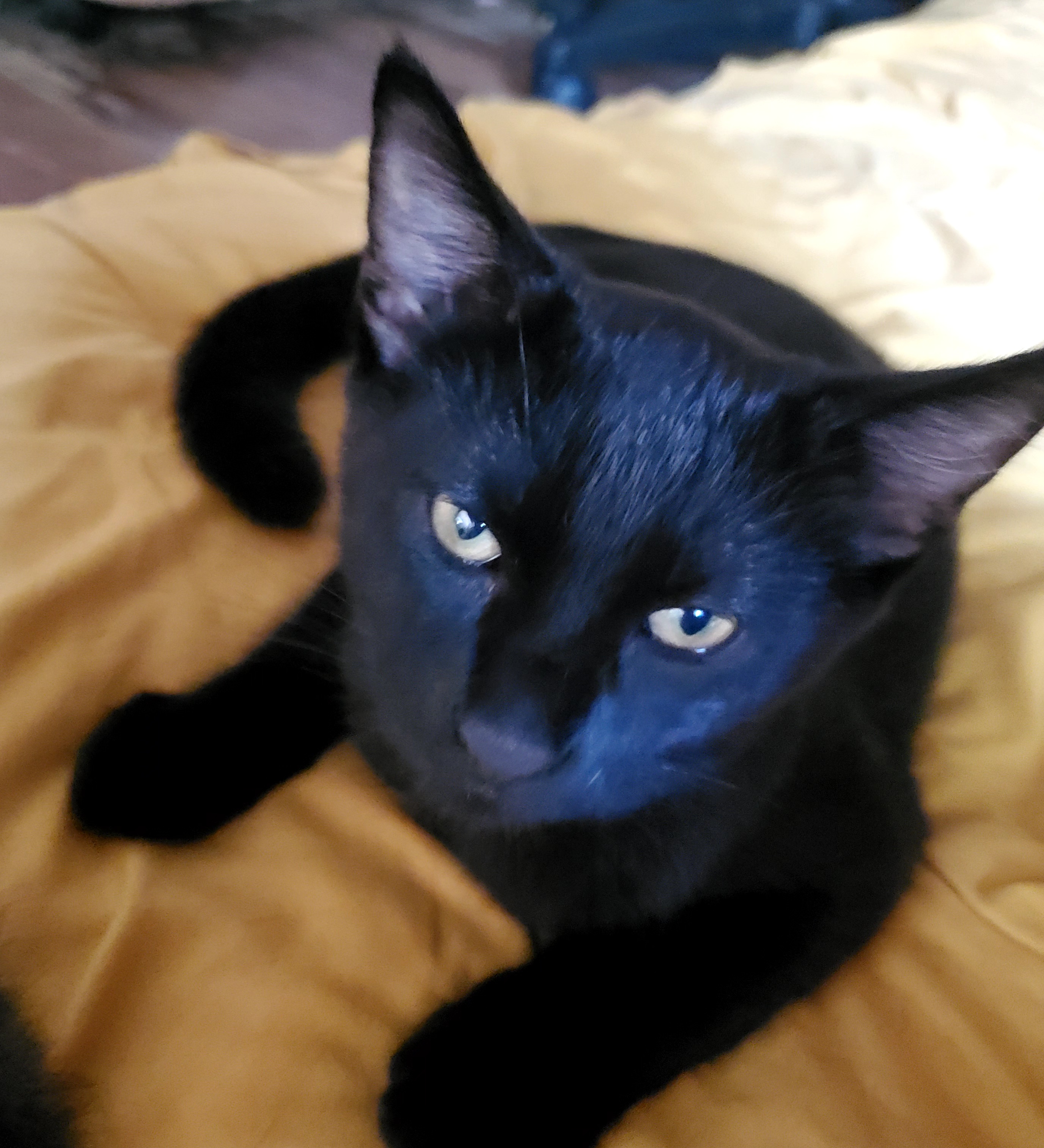 lost cat named Ghost (bikini bottom, ghosty boy)